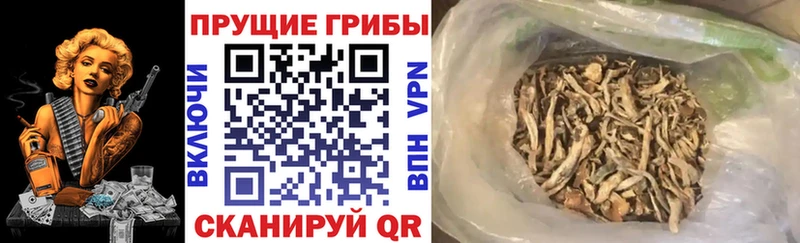 МЕГА tor  дарнет шоп  Черняховск  Галлюциногенные грибы Psilocybe 